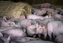 Vorstellung "Konjunkturbarometer Agribusiness" - Sina Schuldt