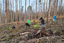 Lemgoer pflanzen B&auml;ume - Nadine Uphoff