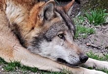 Seit Jahrzehnten leben im Tierpark Sababurg W&ouml;lfe in einem Gehege. Das Rudel geh&ouml;rt zu den Attraktionen des Parks. (Symbolbild) - Simone Fl&ouml;rke