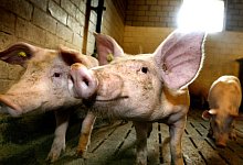 Afrikanische Schweinepest - Kreis möglich - Archiv: Andreas Frücht