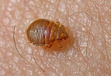 Gemeine Bettwanze, Bettwanze, Bett-Wanze, Hauswanze, Haus-Wanze, Cimex lectularius, Bedbug, Common bedbug, Wall-louse - picture alliance / blickwinkel/H. Bellmann/F. Hecke