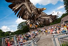 Adlerwarte Berlebeck - Adlerwarte Berlebeck