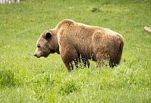 Braunb&auml;r - Symbolbild: Philipp Brandst&auml;dter/dpa