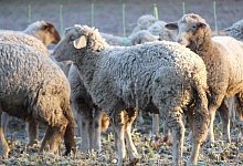 p1130610 - Astrid Reinke