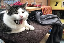 katze-tierheim - Sven Kienscherf