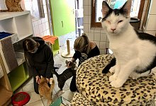 Katzen - Sven Kienscherf