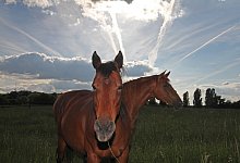 140530-fm-eroffbienale09-kl - LWL/J&auml;hne