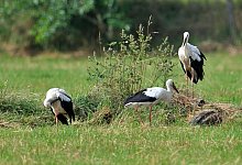 Die drei Jungst&ouml;rche auf der Wiese vor dem Nest. - Eckhard Lietzow
