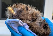 Igel Joy - Mark Groundwater