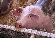 Schwein - Symbolbild: Pixabay