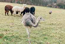 image0 - Vanessa Will