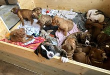 Bulldoggen - Sven Kienscherf