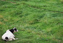 Kuh auf der Weide - 1 - Christian Charisius/picture alliance/dpa