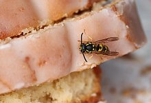 Die Wespen gieren aktuell wieder nach S&uuml;&szlig;em. Aus der Ruhe bringen lassen sollte man sich davon aber nicht. - Symbolfoto: Pixabay