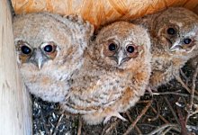 waldkauze-alexanderkirche-17032021-004 - NABU Oerlinghausen