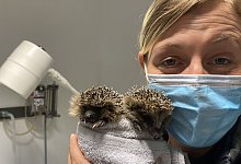 Svenja Wulfhorst, Tiermedizinische Fachangestellte in der Praxis von Heiner Vorbohle mit zwei Igel-Kindern. - Susanna Stubbe