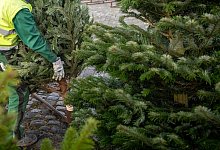 Weihnachtsbaumbranche in Niedersachsen - Sina Schuldt