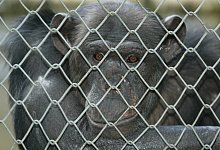 Affe "Fritzi" aus dem Kalletaler Zoo - Wolf Scherzer