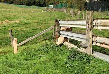 Die Kuh konnte sich nicht mehr alleine befreien. - Polizei Minden-L&uuml;bbecke