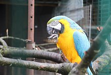 img_8992 - Sigurd Gringel