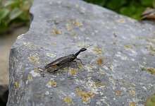 Kamelhalsfliege - Ewald Thies/NABU Leopoldsh&ouml;he