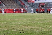 Der Rasen in Leag Energie Stadion is eine Woche vor Saisonstartt in keinem guten ustand. Testspiel Fussball Saisonvorber - Imago Images