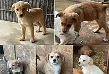 2024-02-03-14_00_21-1-zuckerschock-die-funf-geschwister-hundenothilfe-owl-ev-_-facebo - Hundenothilfe OWL