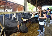 kinder-streicheln-kuhe - Nicole Ellerbrake