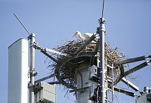 Ein junges Wei&szlig;storchenpaar hat f&uuml;r seine Kinderstube den Mobilfunkmast der Deutschen Telekom an der S&uuml;renheider Stra&szlig;e gew&auml;hlt. - Roland Th&ouml;ring
