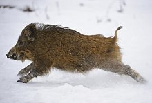 wr-10-3895 - Willi Rolfes, Vechta