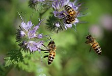 bienen-bees-c-pixabay-6593326 - Symbolfoto Pixabay