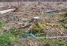 makierte-setzlinge - Landesverband Lippe