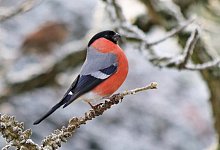 2021_1222_1247391a-gimpel-m - Martin Düsterberg