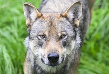 Lemke: Absch&uuml;sse von W&ouml;lfen m&uuml;ssen schneller m&ouml;glich sein - Julian Stratenschulte