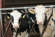 kuh-1 - Axel B&uuml;rger