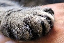 Die &uuml;berlebenden K&auml;tzchen suchen einen netten Menschen, der sich um sie k&uuml;mmert. - (Symbolbild): Pixabay