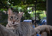 cat-5287188_1280 - Symbolbild: Pixybay