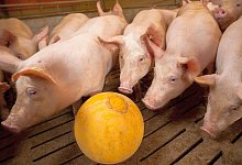 schwein-ball-2024 - WLV/Peter Lessmann