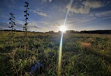 Eine riesige Freifl&auml;che &bdquo;Am Knochen&ldquo; oberhalb von Bad Driburg, die derzeit &ouml;kologisch bewirtschaftet wird, soll mit einer Solaranlage zugebaut werden. - David Schellenberg