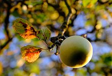 Apfel, Herbst, Apfelbaum - Heike von Schulz