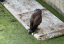 img_9348 - Feuerwehr Blomberg