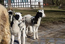 Keck schauen die j&uuml;ngsten Tierparkbewohner die Besucher an. - Stadt Bielefeld