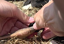 Lütgeneder 2 GG - Gerd Guse