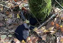 Solche S&auml;ckchen finden Spazierg&auml;nger in den W&auml;ldern s&uuml;dlich von Stukenbrock-Senne und bei H&ouml;velhof. Sie sind etwa faustgro&szlig; und in den meisten F&auml;llen zugeknotet. - privat