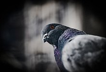 pigeon-8410348_960_720 - Symbolbild: Pixabay