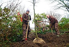 B&auml;ume am Slavertorwall - Nicole Ellerbrake