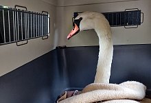 Hansi im Wagen des Tierheims: Der Schwan war schwer verletzt. - Tierheim Bielefeld