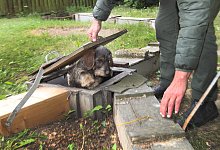 schliefenanlage-dackel - vera gerstendorf-welle