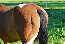 In mehreren St&auml;llen der Region soll es in den vergangenen Wochen zu &auml;hnlichen Vorf&auml;llen gekommen sein. - Pixabay