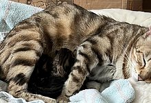 498281f2-c919-4306-86ea-cc74bc9b6372 - 1 - Copyright: Alex Neufeld